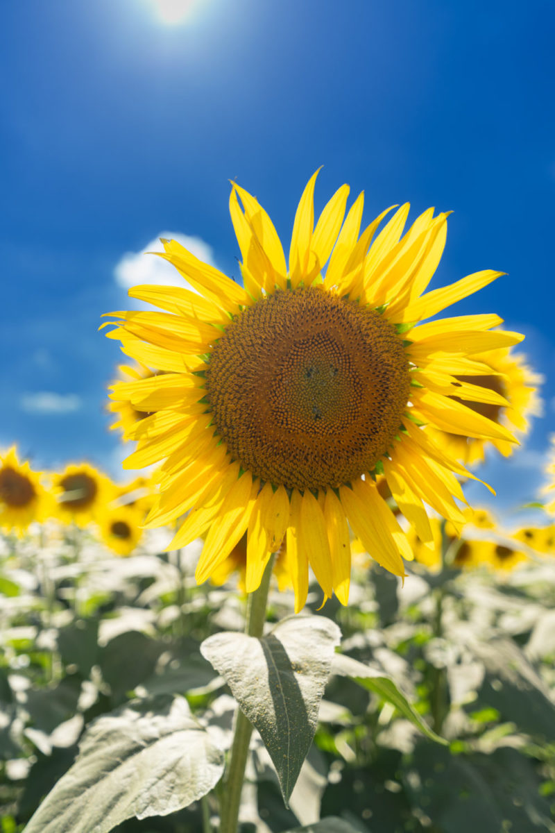 清瀬のひまわり